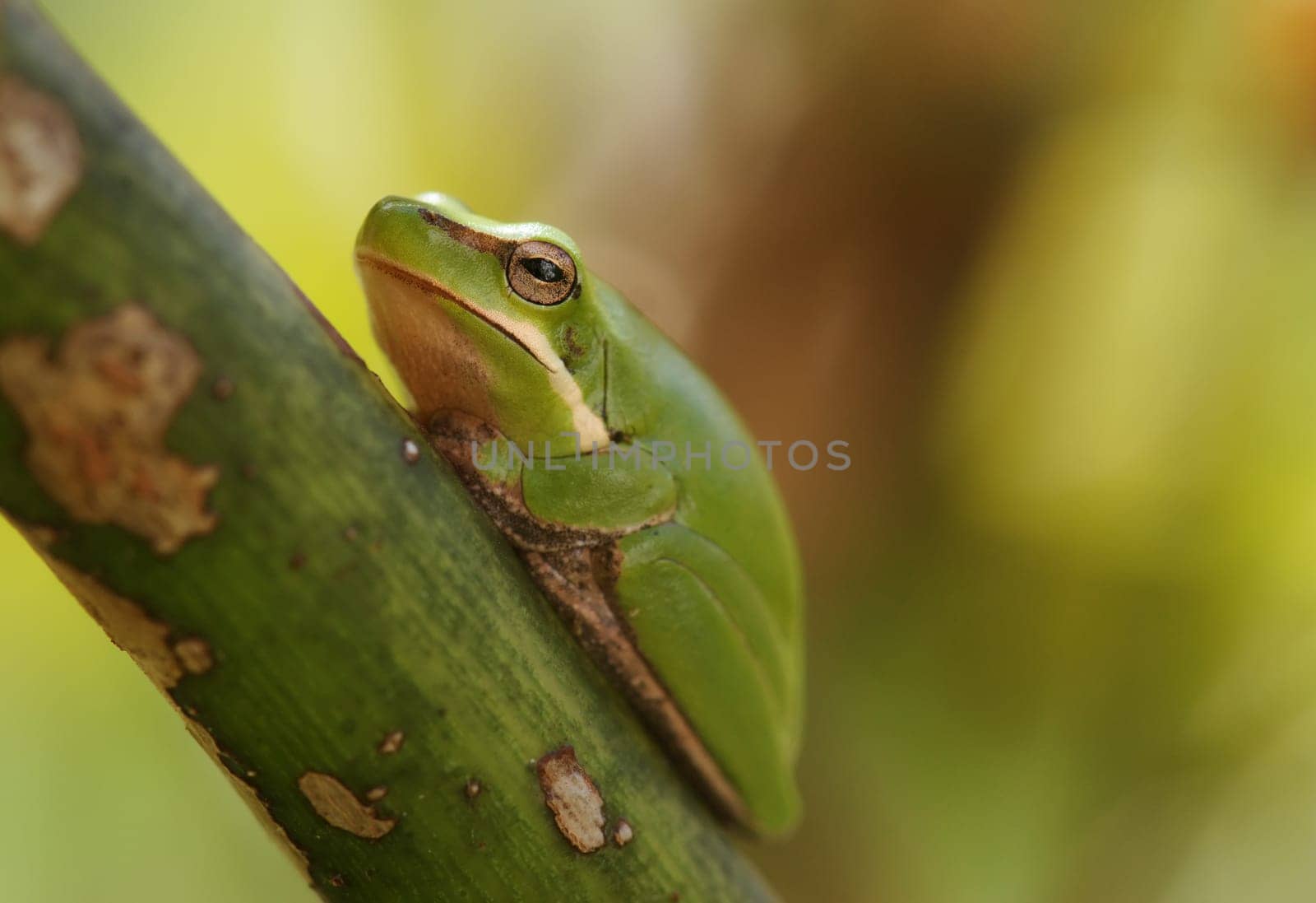 dwarf green tree frog litoria fallax sitting in a plant