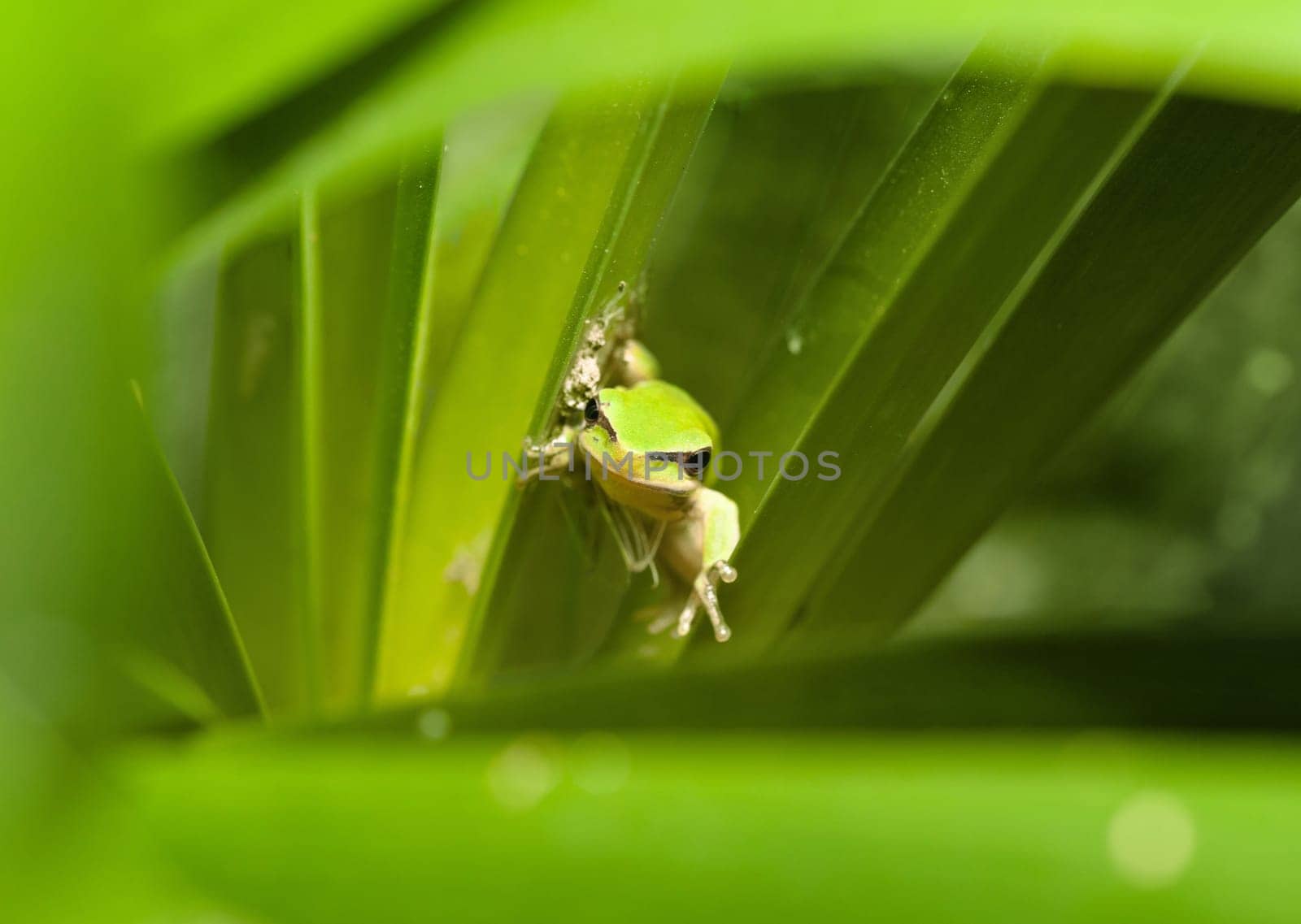 dwarf green tree frog in a bush