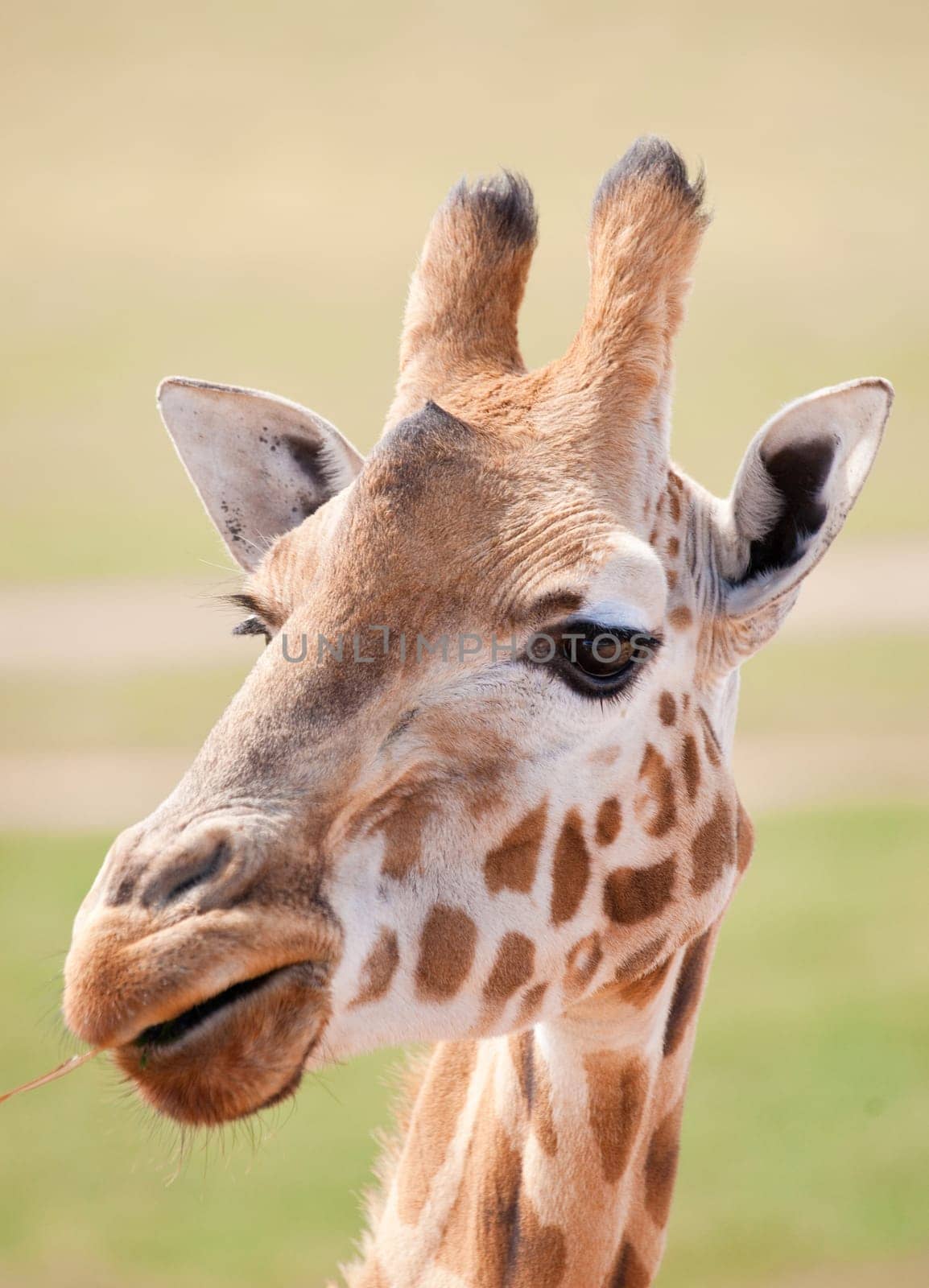 african giraffe in natural environment up close