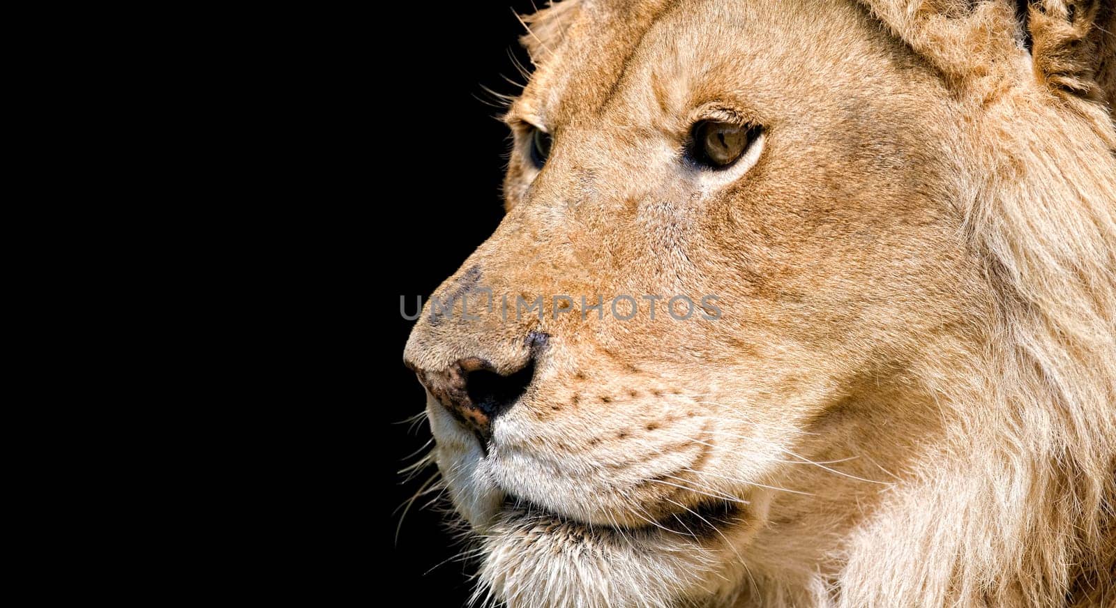 Portrait of a male lion in feline rescue center in Indiana. Isolated on black background