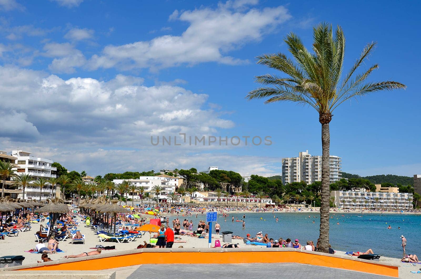 Palm tree on the beach