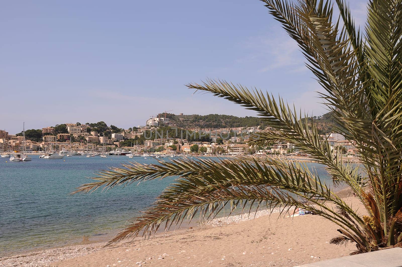 Palm tree on the beach