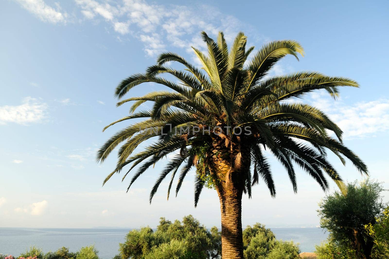 Palm tree on the Mediterranean Sea