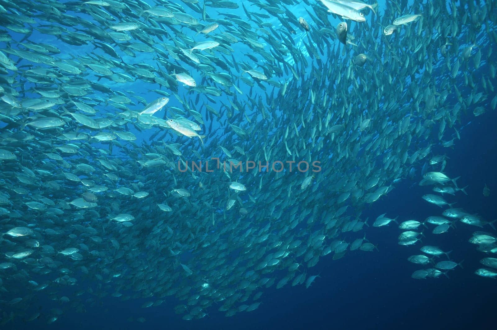 Mackerels