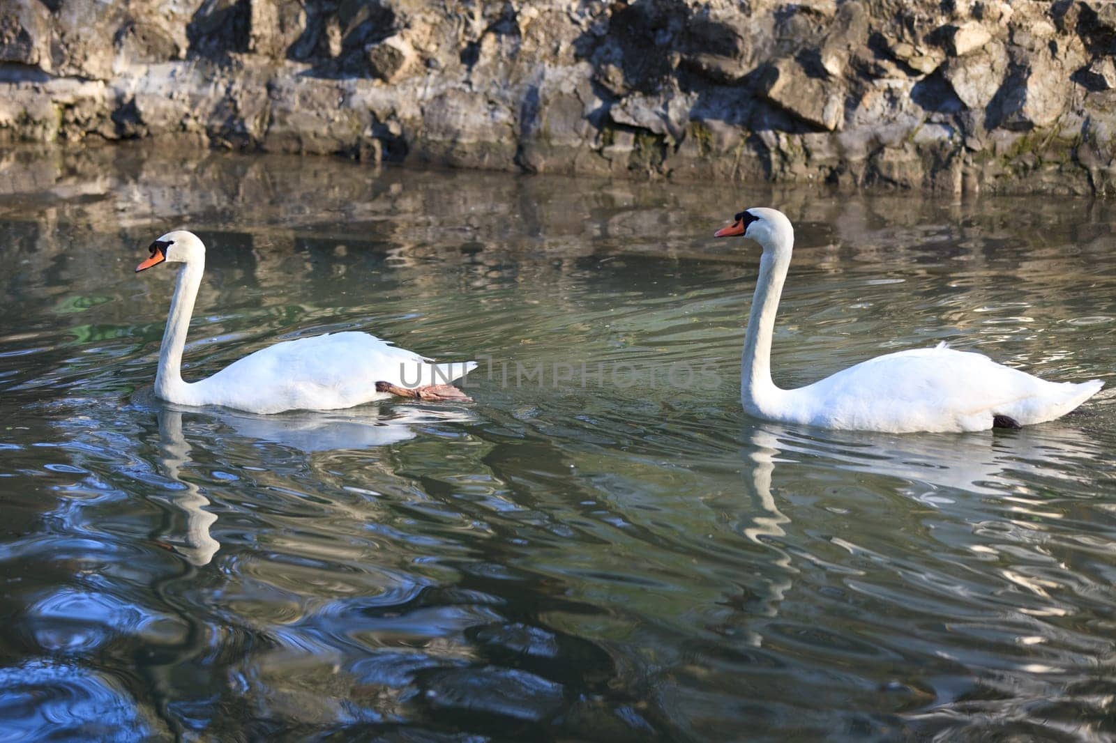 two beautiful white swans on the lake