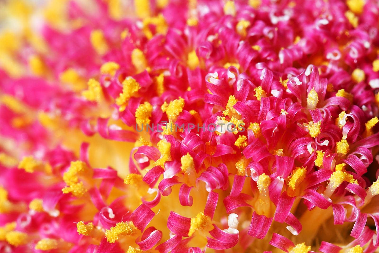 gerbera - big macro shot centre flower
