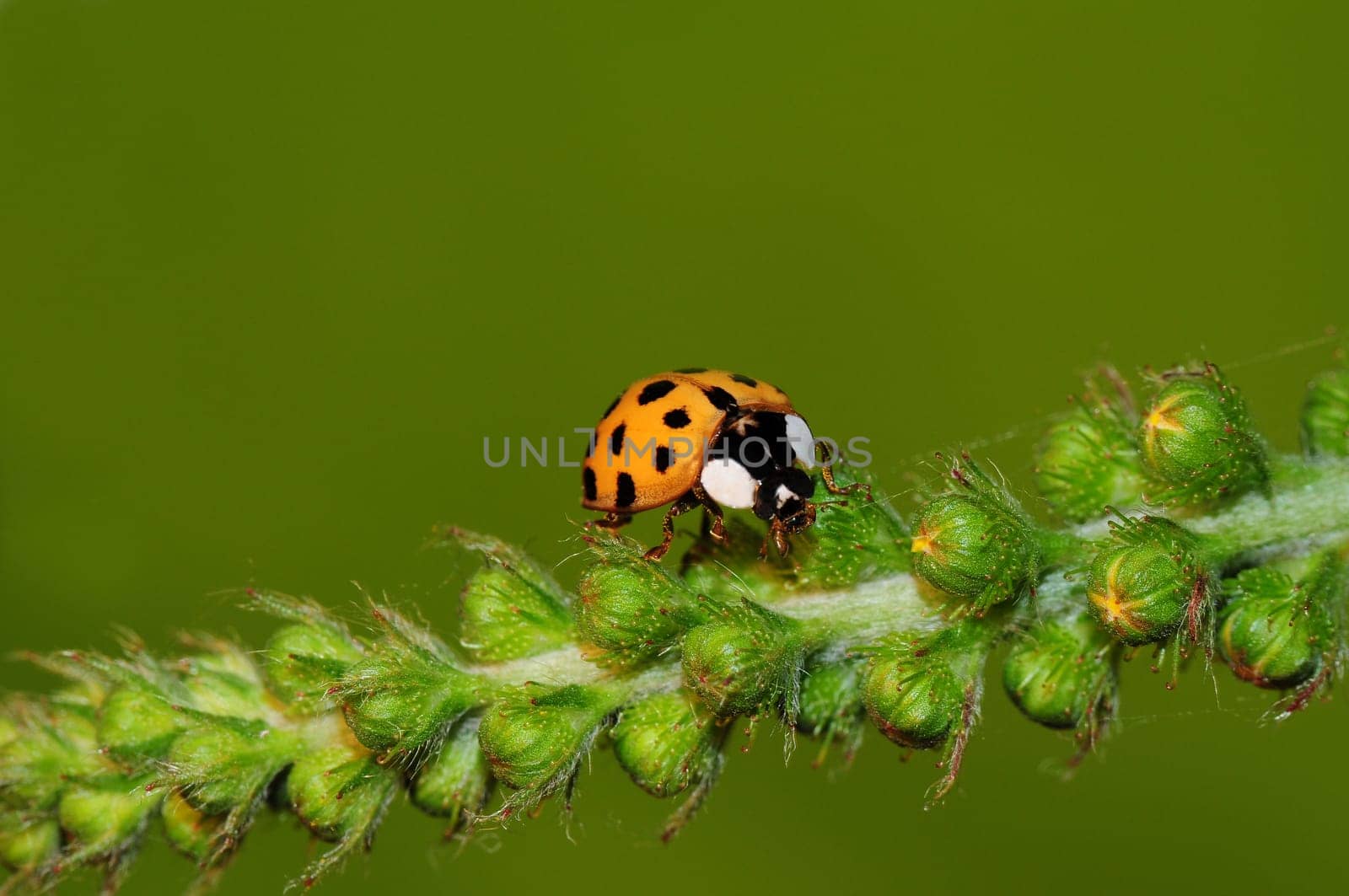 Ladybug -Coccinella septempunctata