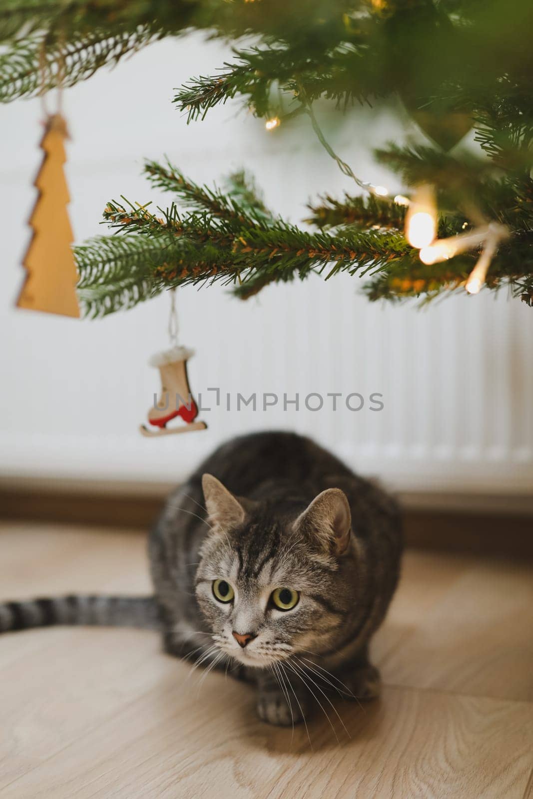 Funny tabby cat and the decorated Christmas tree. Merry Christmas and New Year