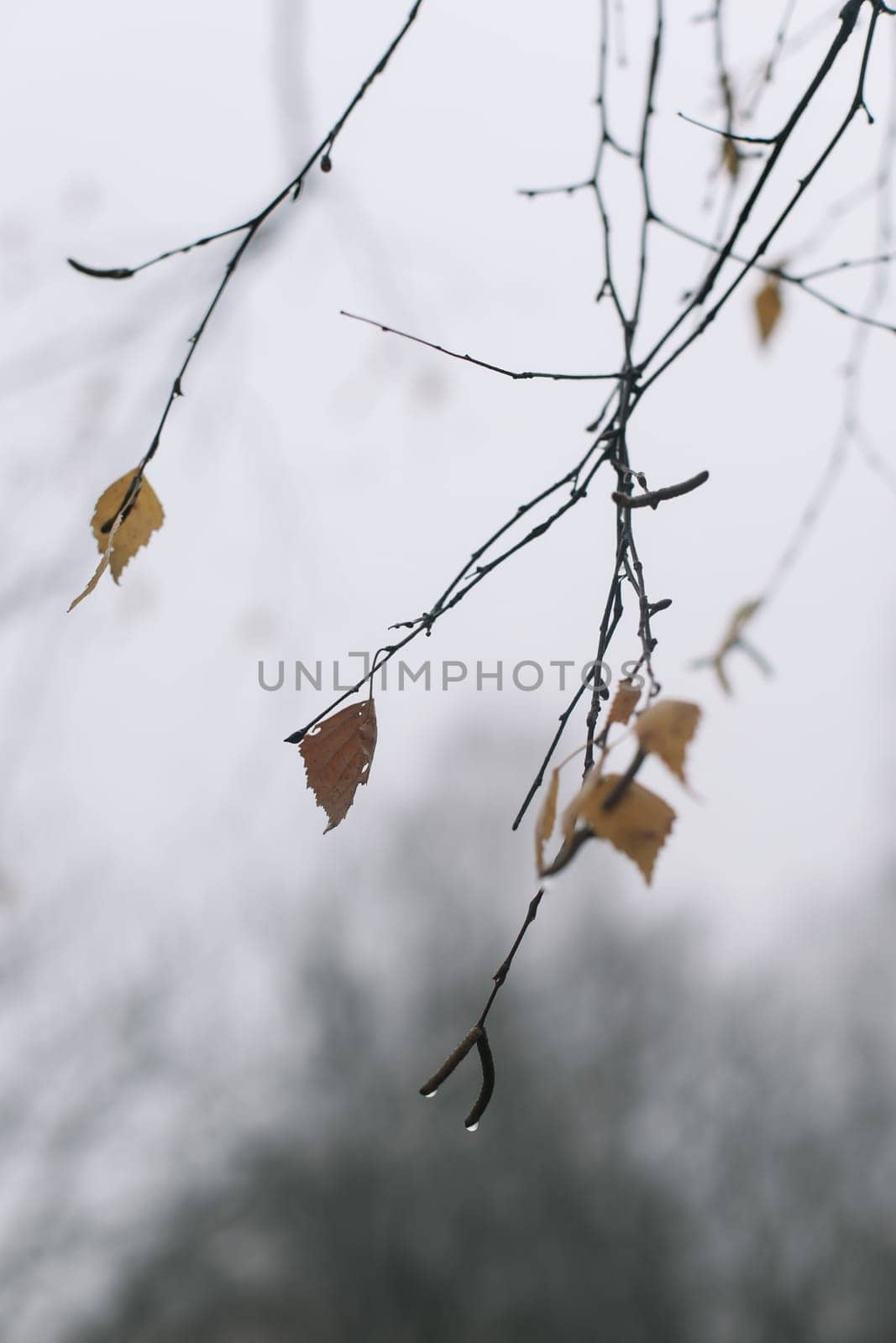 Tree crown without leaves, bare branches, winter. High quality photo. Branch of autumn tree against the sky. Beautiful autumn frame