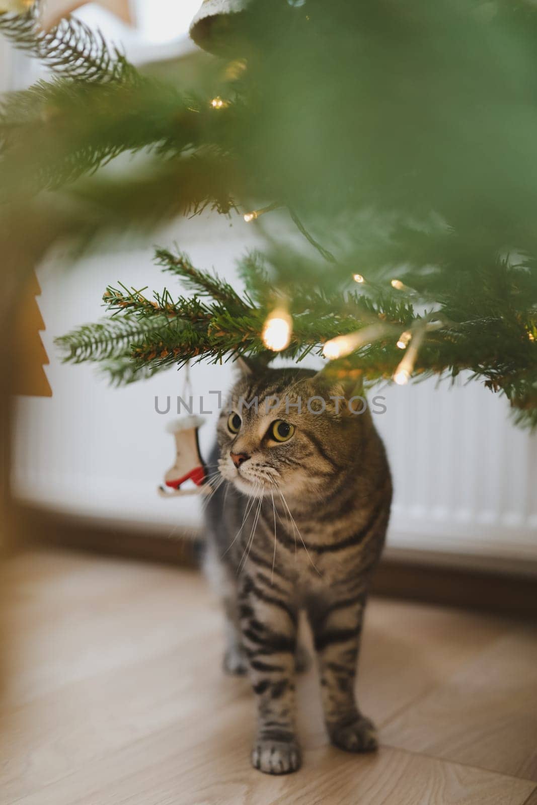 Gray striped beautiful cat under the Christmas tree decorated with toys. High quality photo