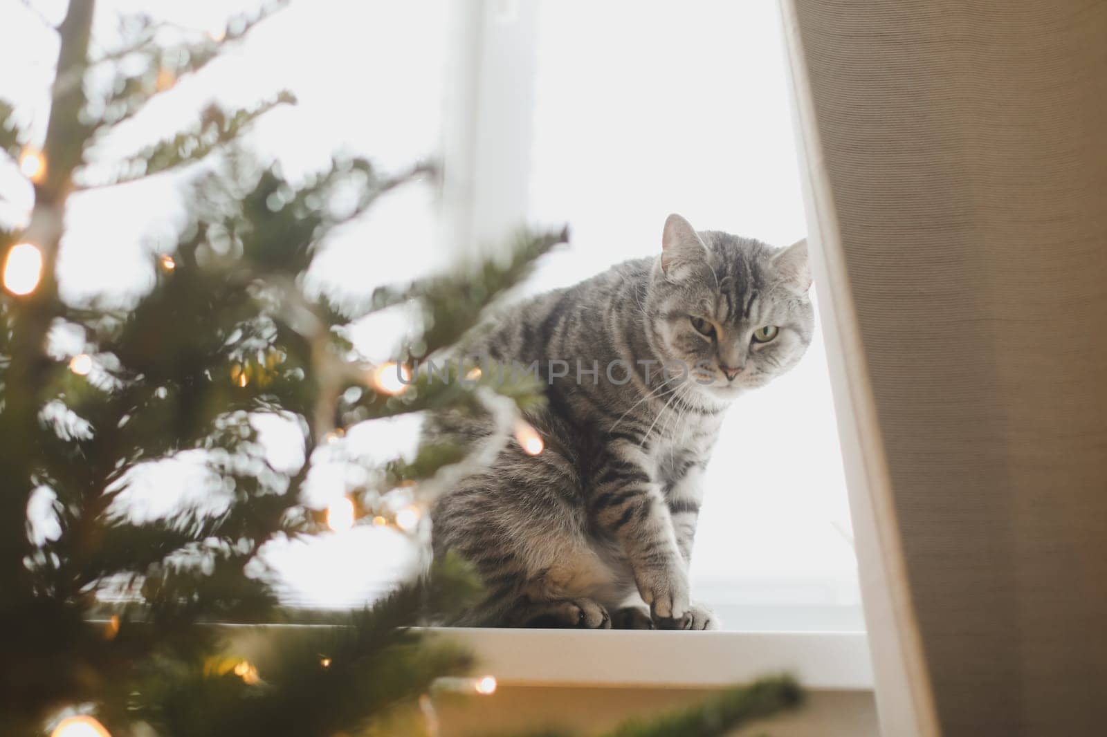 Funny tabby cat and the decorated Christmas tree. Merry Christmas and New Year