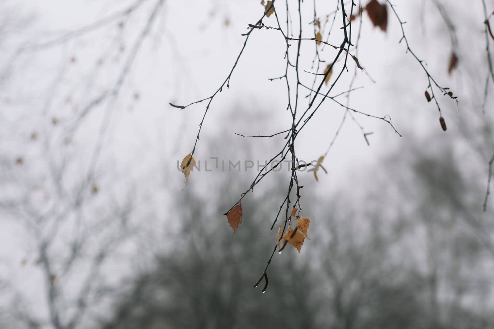 Tree crown without leaves, bare branches, winter. High quality photo. Branch of autumn tree against the sky. Beautiful autumn frame