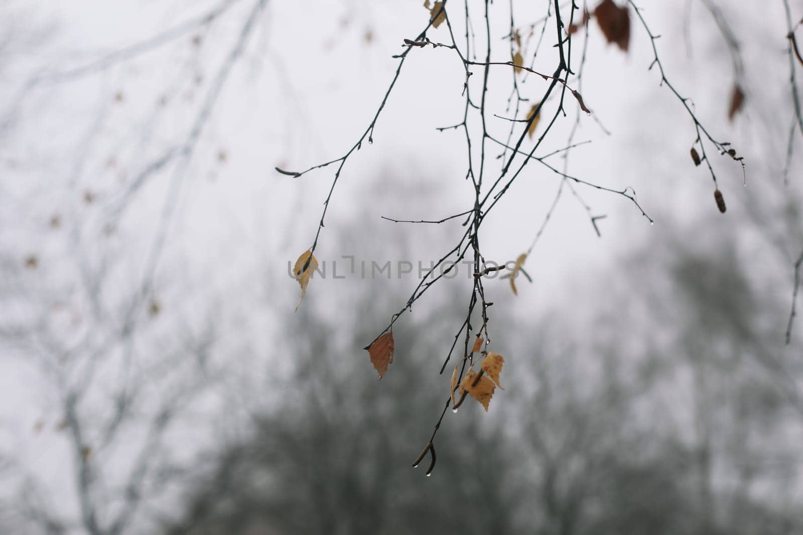 Tree crown without leaves, bare branches, winter. High quality photo. Branch of autumn tree against the sky. Beautiful autumn frame