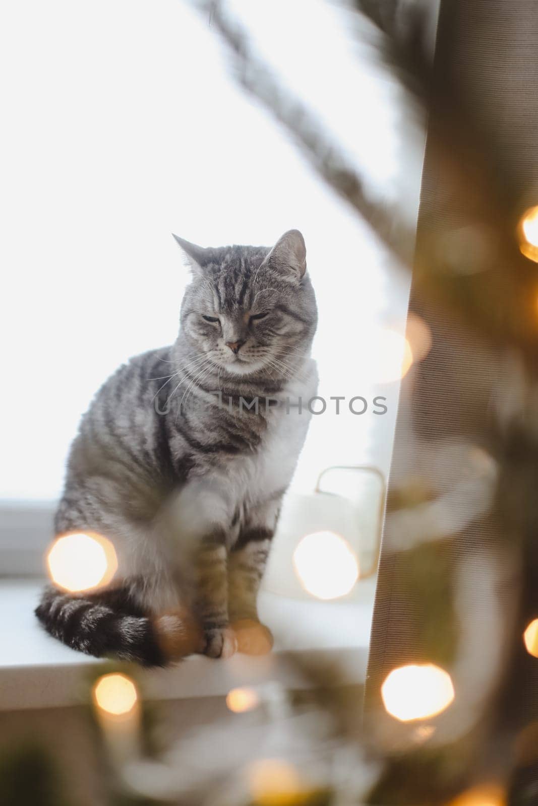 Funny tabby cat and the decorated Christmas tree. Merry Christmas and New Year