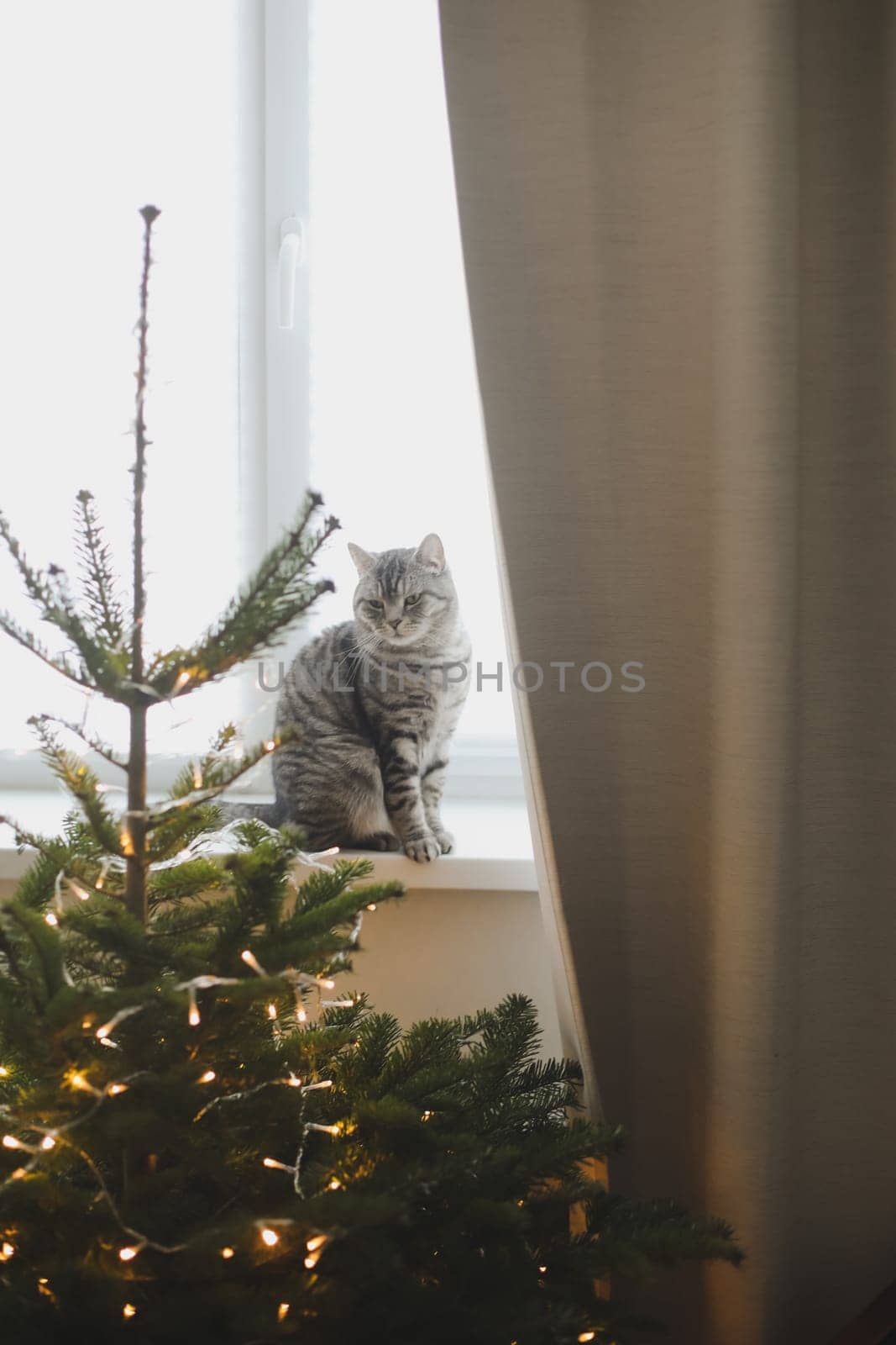 Funny tabby cat and the decorated Christmas tree. Merry Christmas and New Year