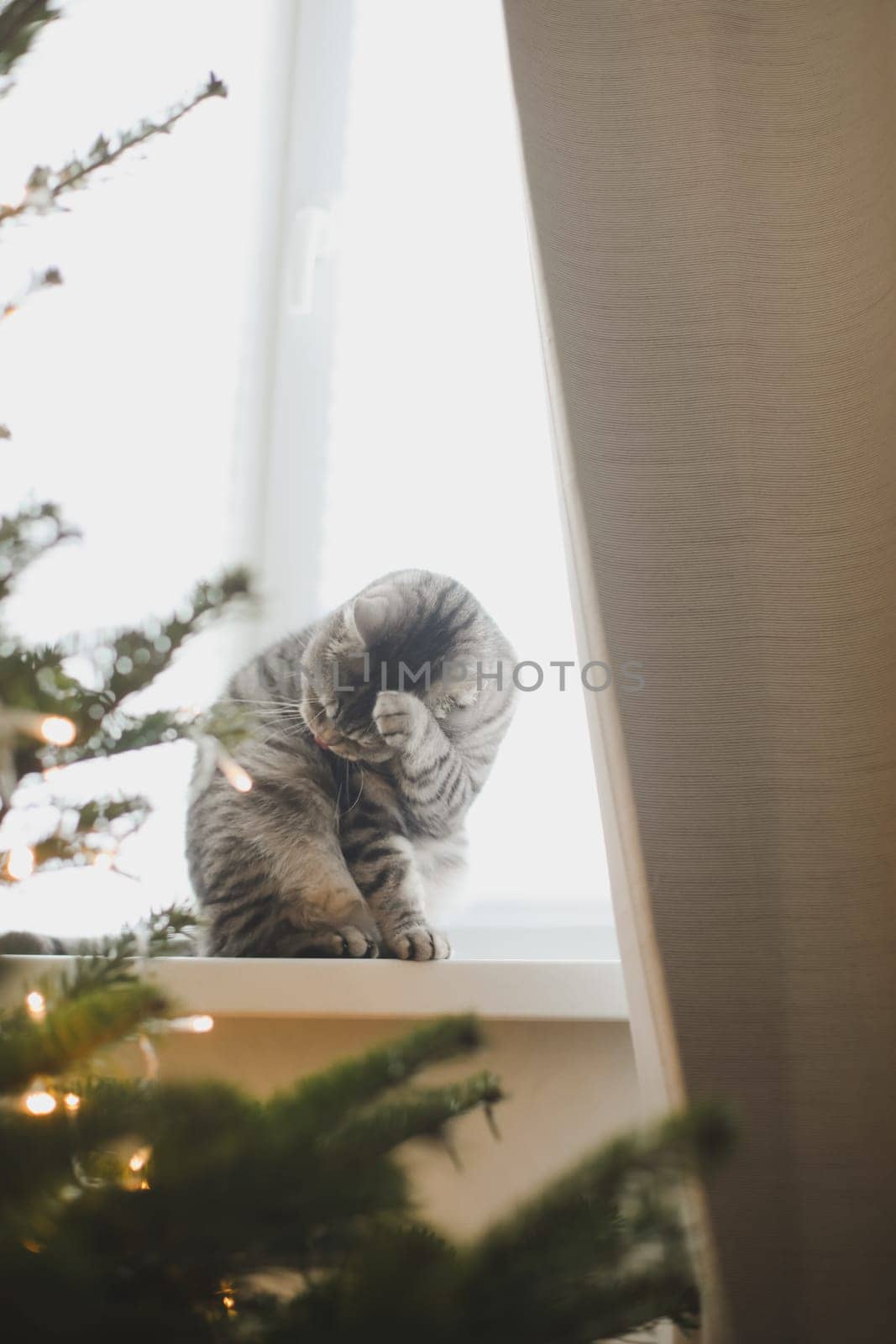 Merry christmas celebration and cat. Gray fluffy cute cat near decorated christmas tree. Furry pet resting at home for holidays. by paralisart