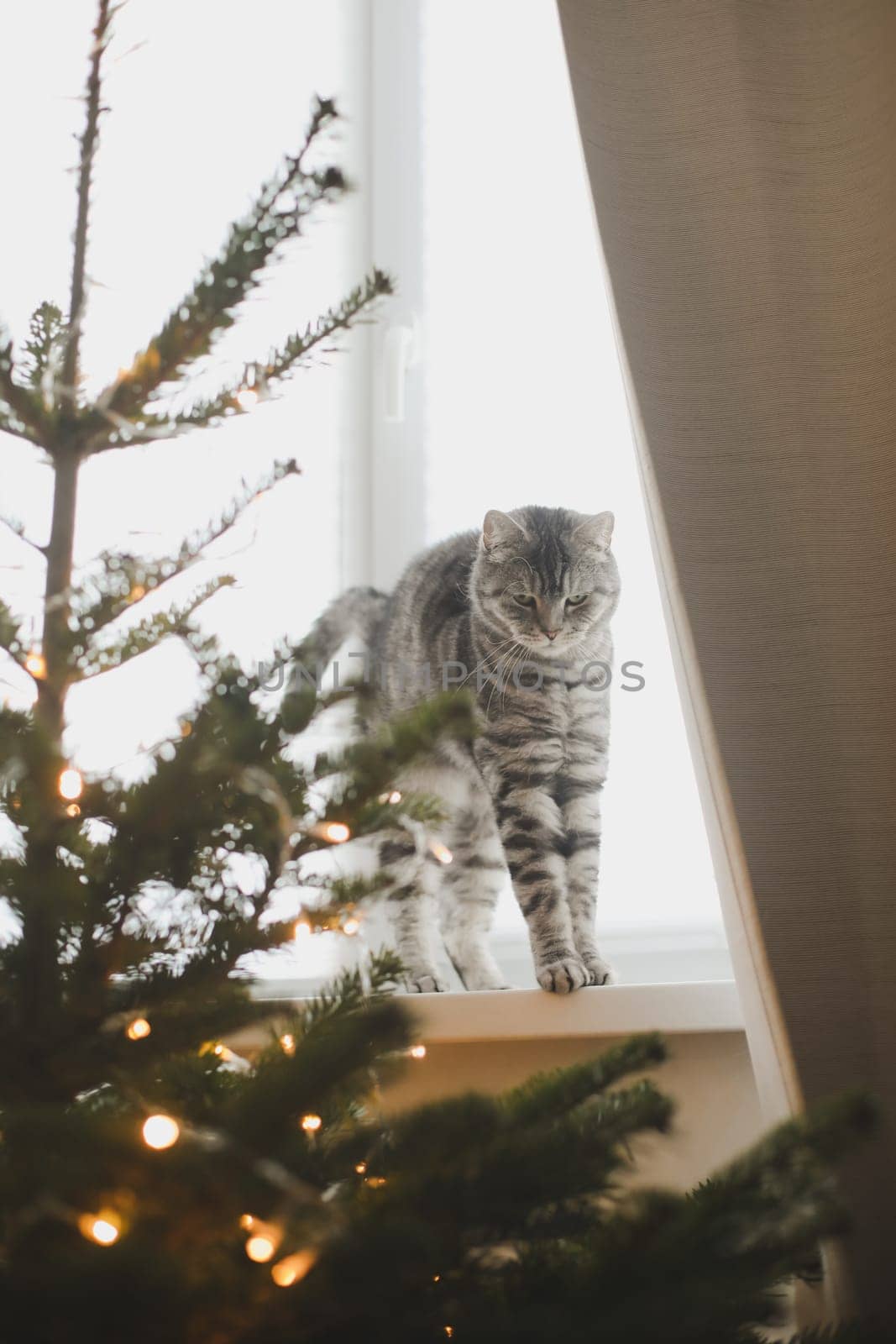 Funny tabby cat and the decorated Christmas tree. Merry Christmas and New Year