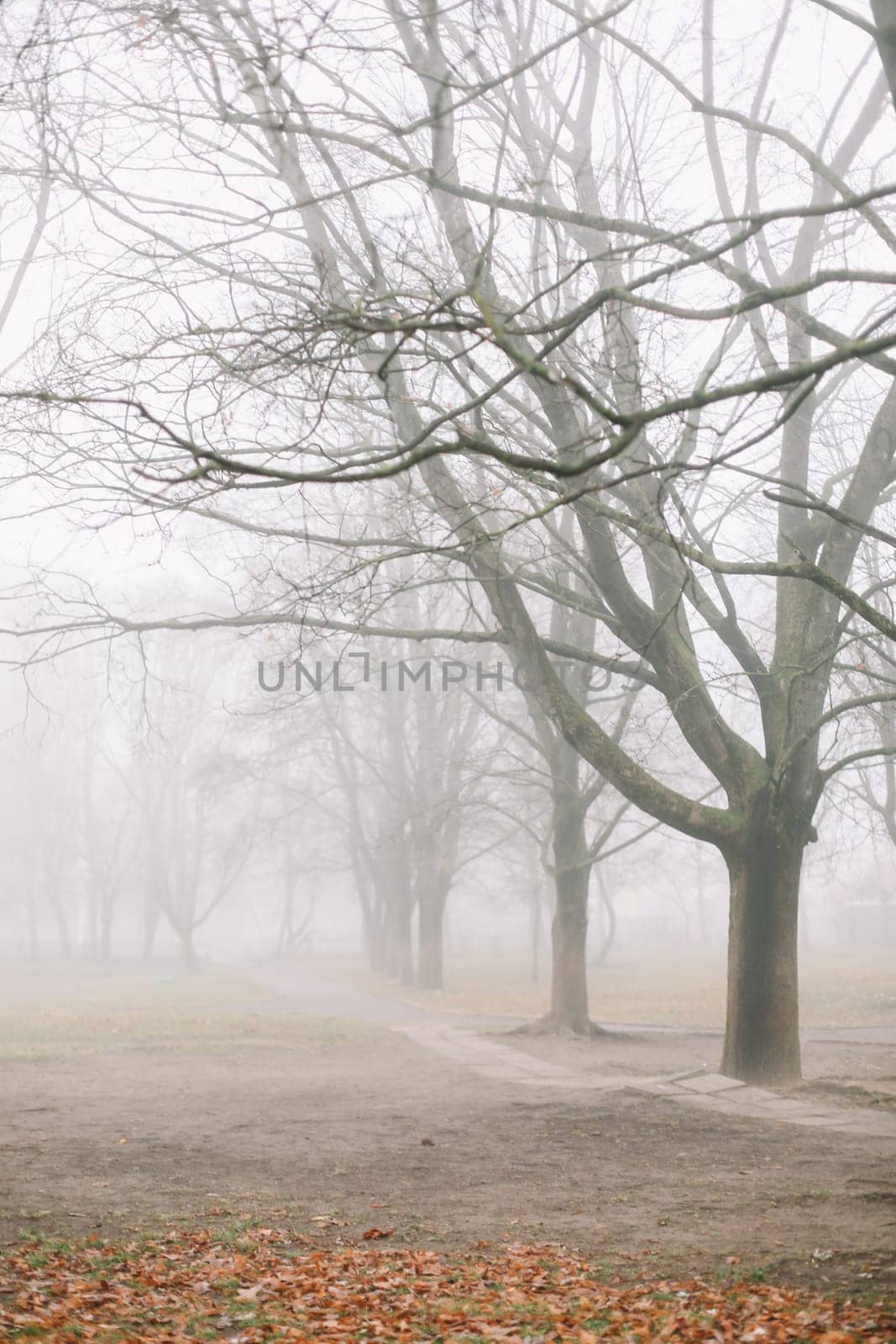 mysterious scene of autumn nature in the foggy morning, moody misty forest by paralisart