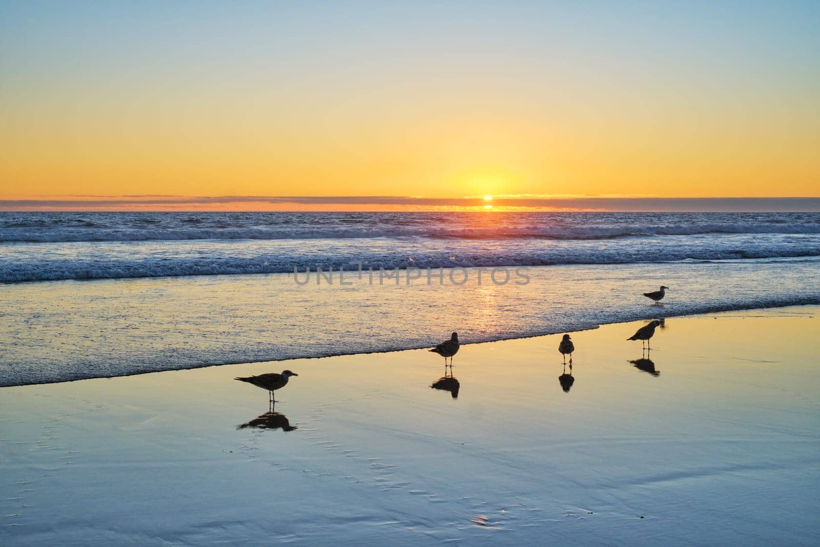 Seagulls on beach atlantic ocean sunset with surging waves at Fonte da Telha beach, Portugal by dimol