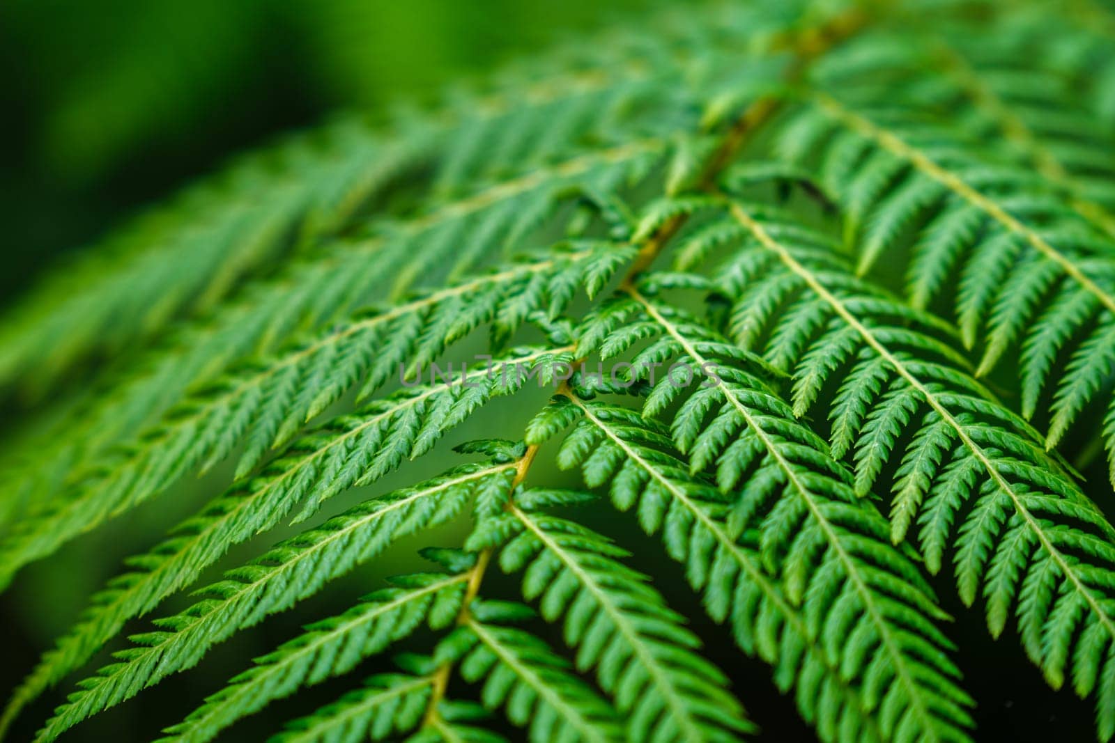 Close up view Sphaeropteris cooperi or Cyathea cooperi lacy tree fern, scaly tree fern alsk known Austrialian tree fern green leaf fronds and leaflets texture and pattern