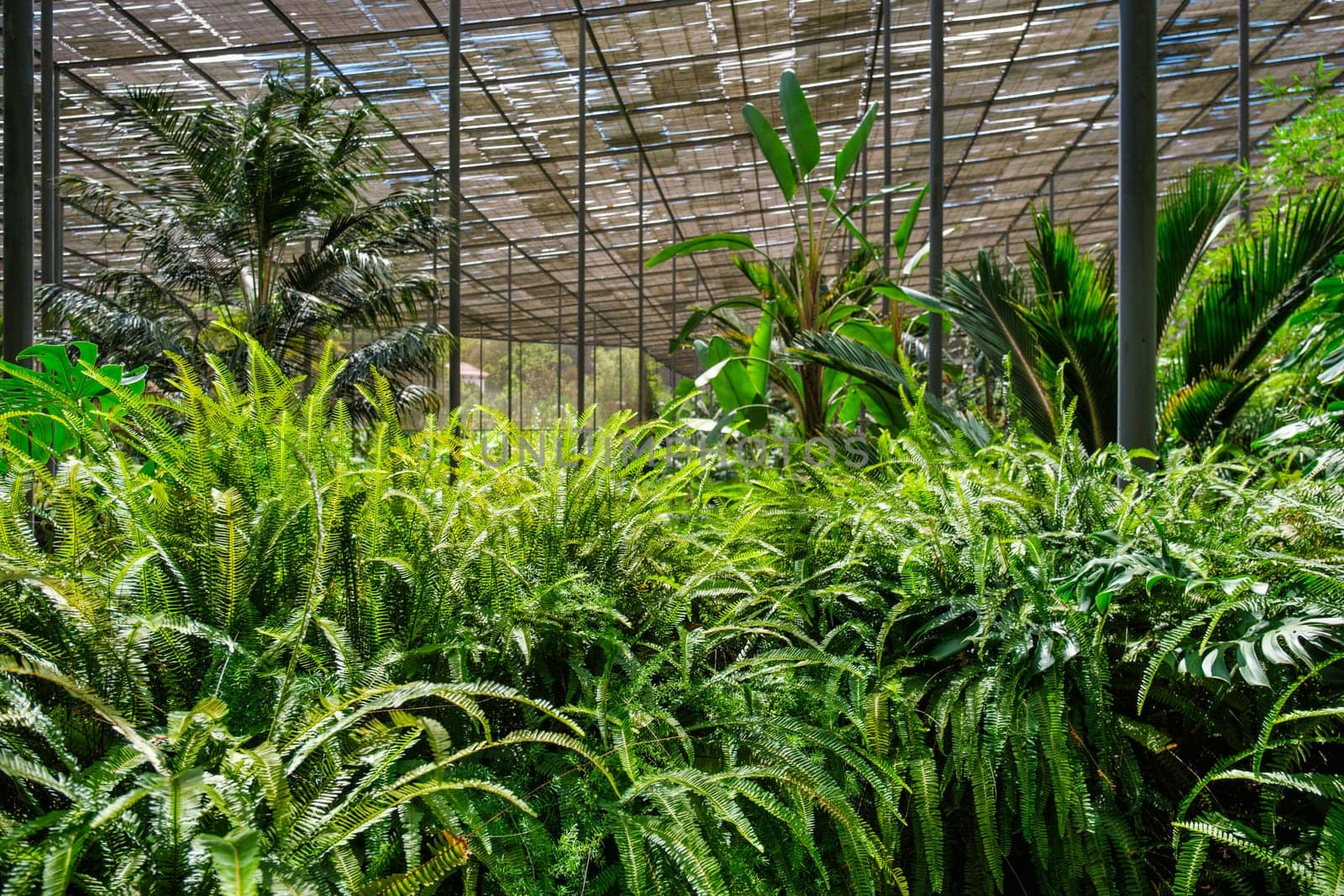 Interior view of the cold house Estufa Fria is a greenhouse with gardens, ponds, exotic plants and trees in Lisbon, Portugal