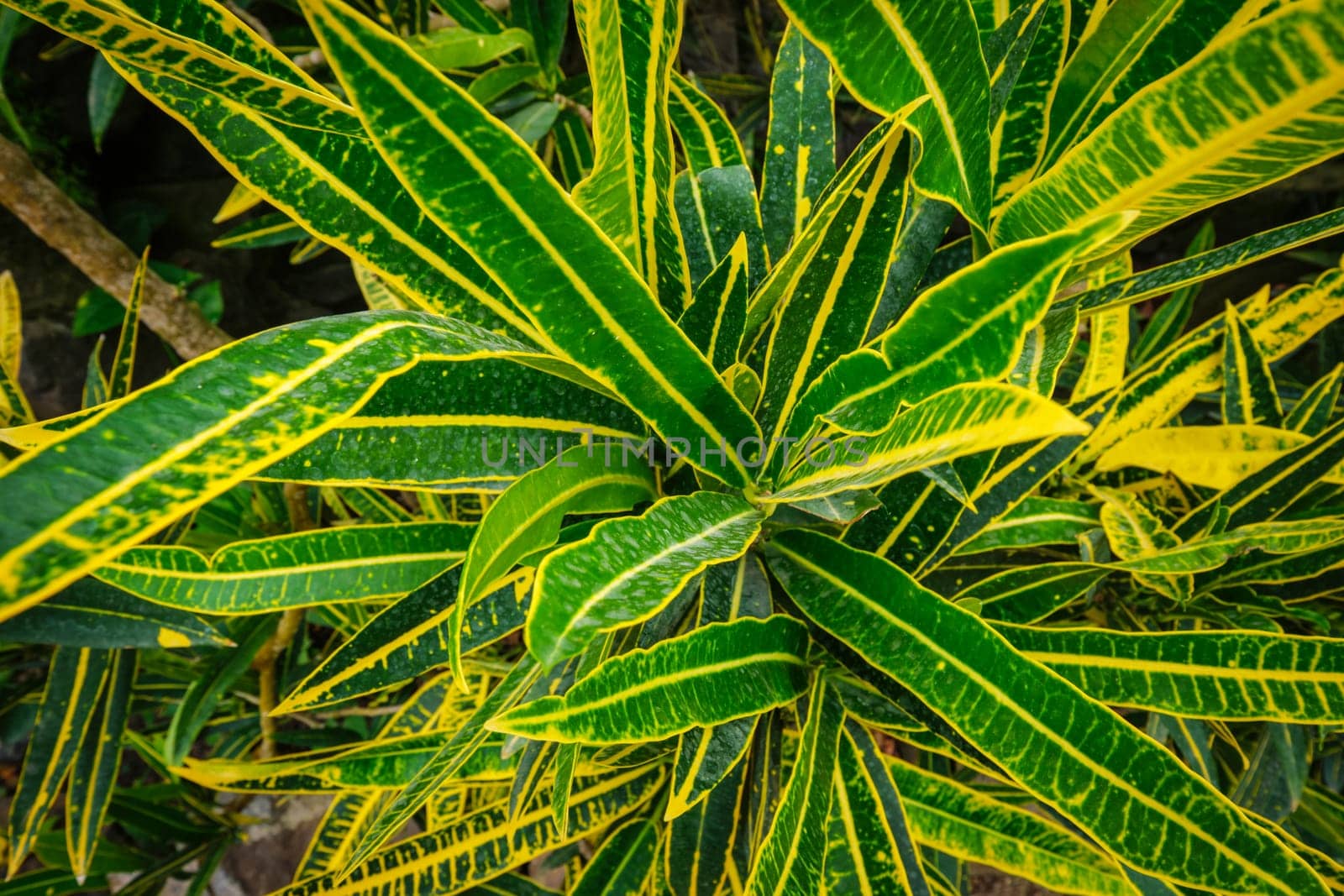 Garden croton Codiaeum variegatum aka variegated croton leaves close up background texture
