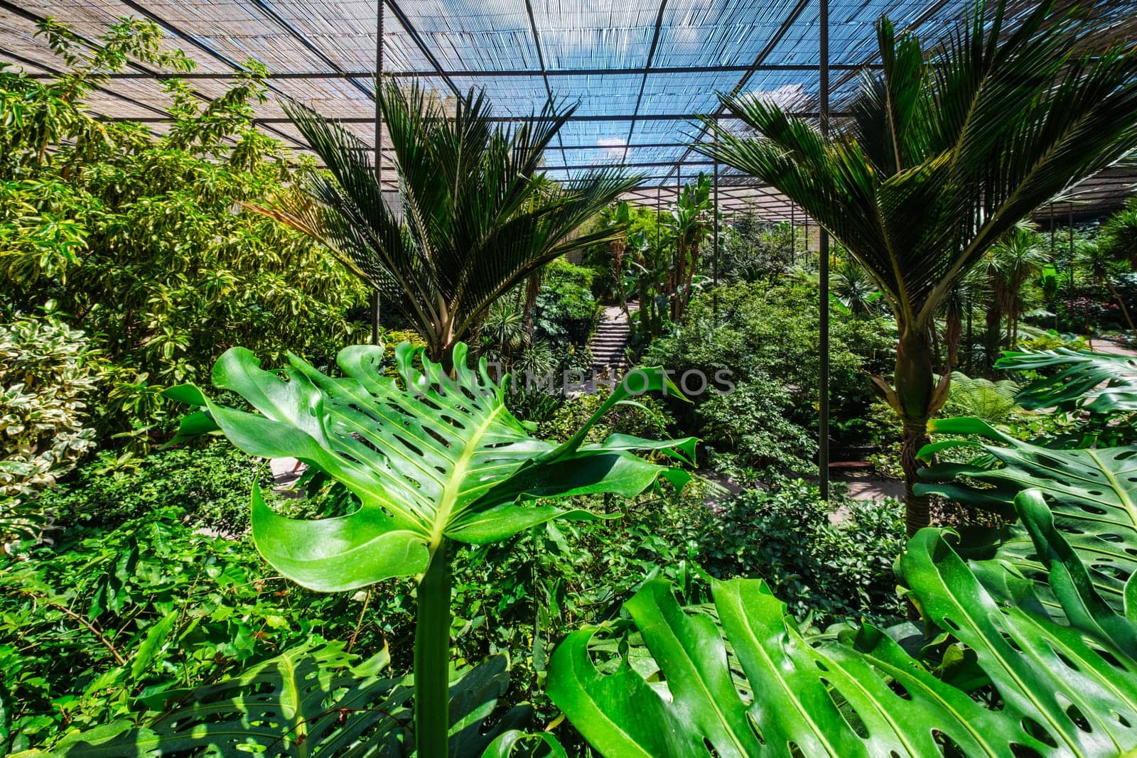 Interior view of the cold house Estufa Fria is a greenhouse with gardens, ponds, plants and trees with Monstera deliciosa leaves in the foreground in Lisbon, Portugal