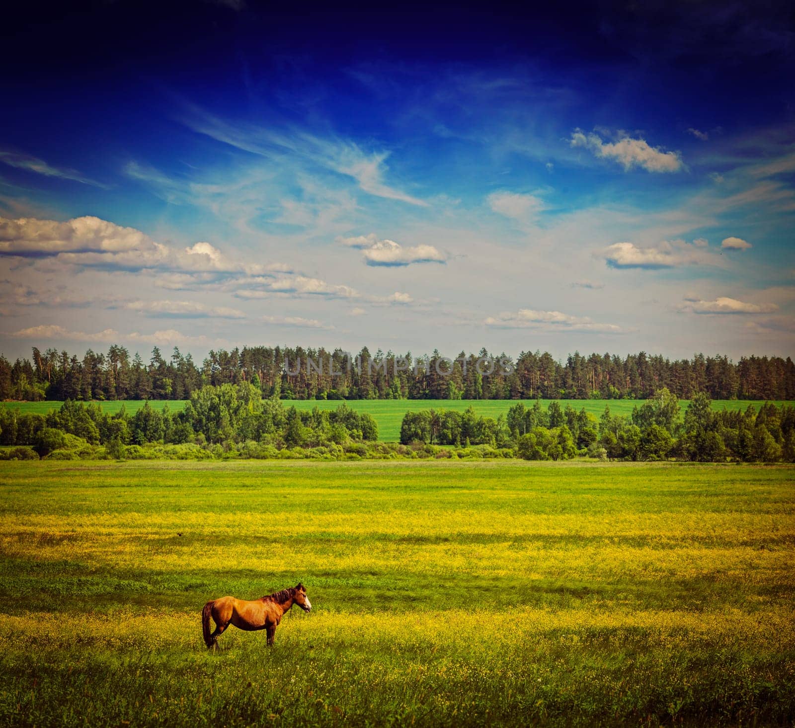 Vintage retro hipster style travel image of spring summer background - green grass field meadow scenery lanscape under blue sky with grazing horse