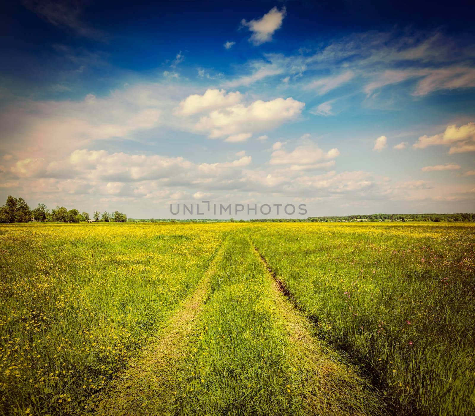 Spring summer - rural road in green field scenery lanscape by dimol