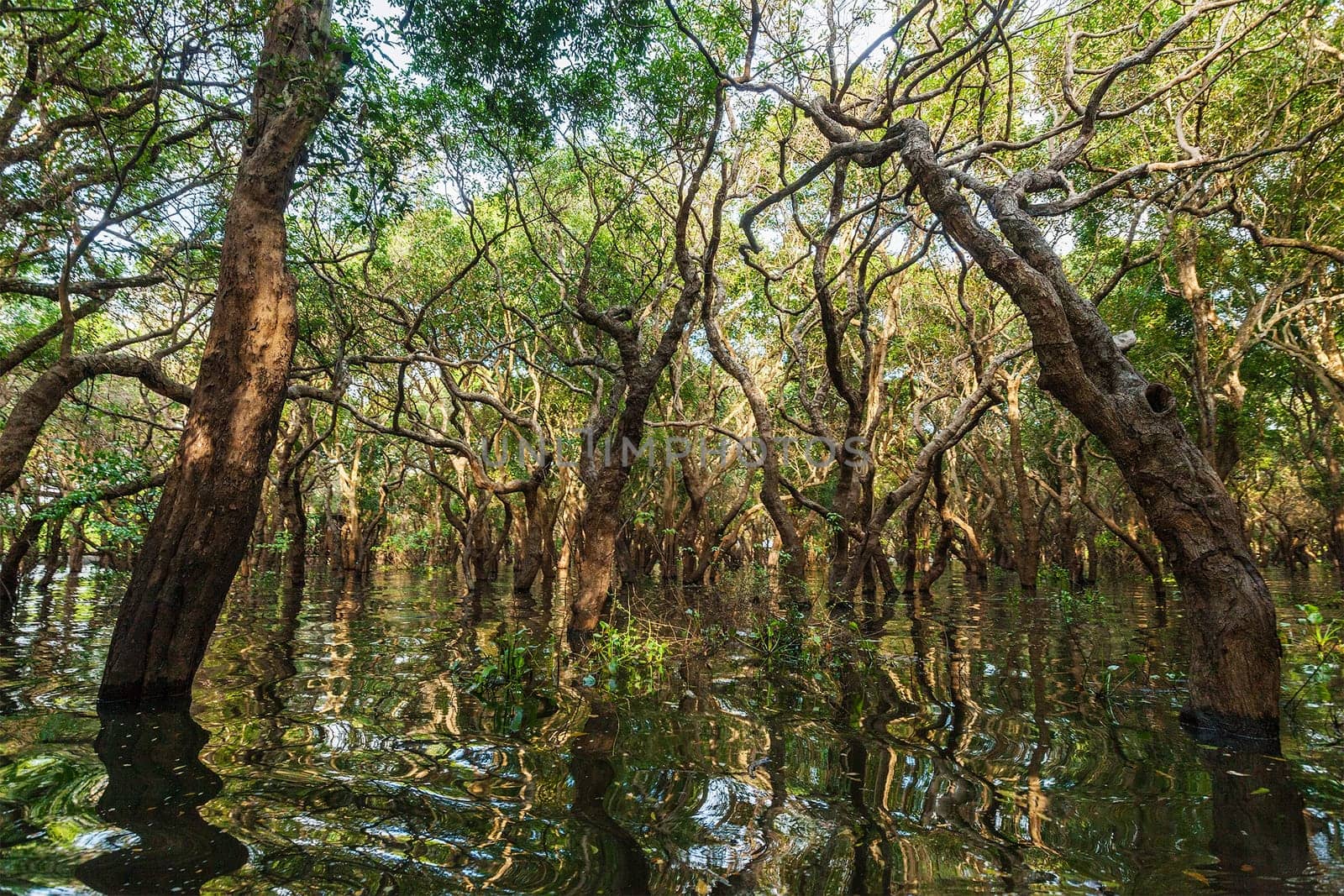 Flooded trees in mangrove rain forest by dimol