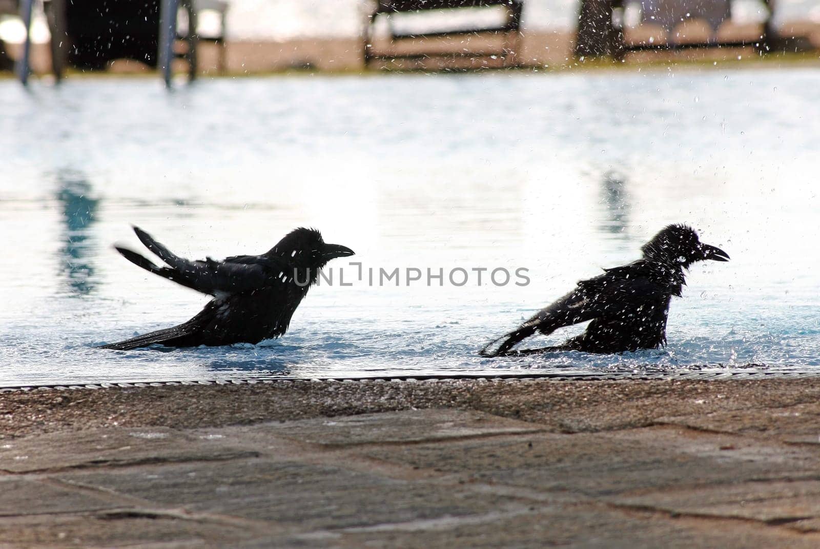 Two crows bathing in the swimming pool
