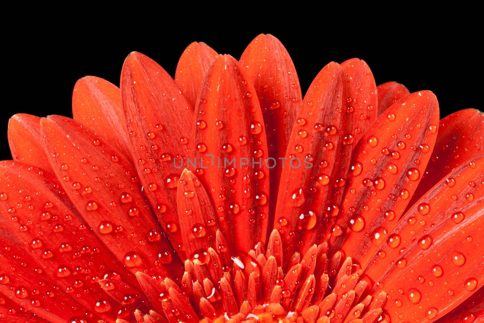 closeup red gerbera daisy with drops of water