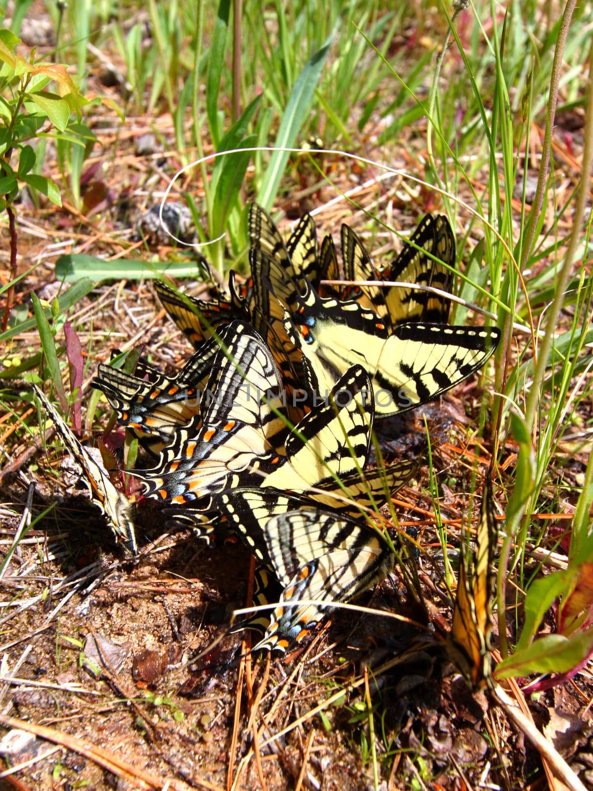 Tiger Swallowtails (Papilio glaucus) gathered in northern Wisconsin.