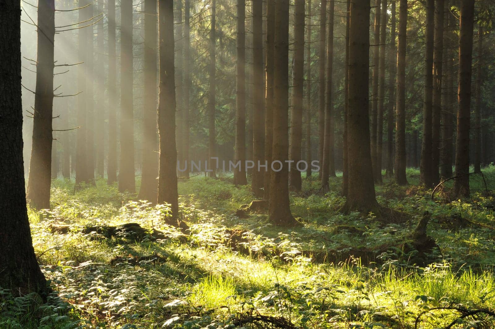 Young morning