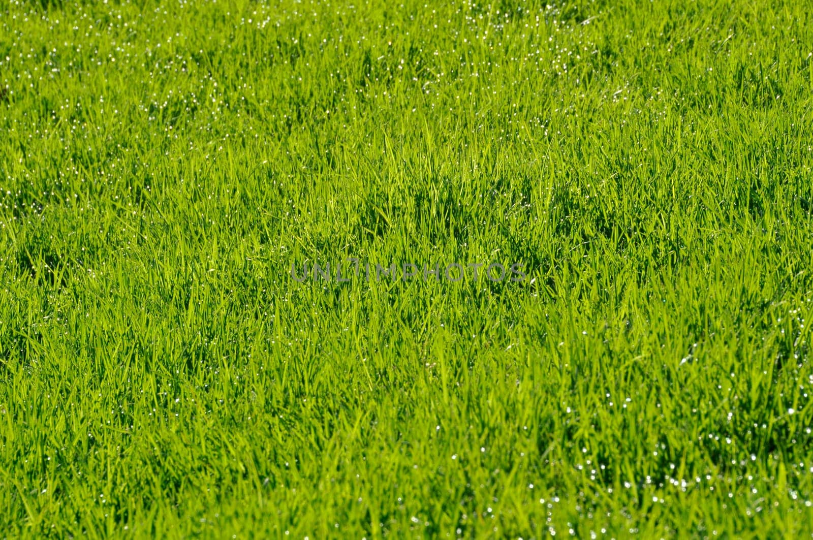Dew on the lawn by a spring morning