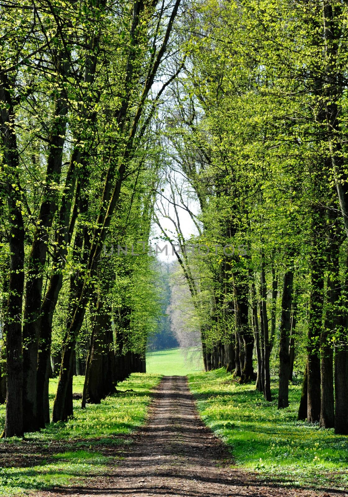 An alley in a park in spring