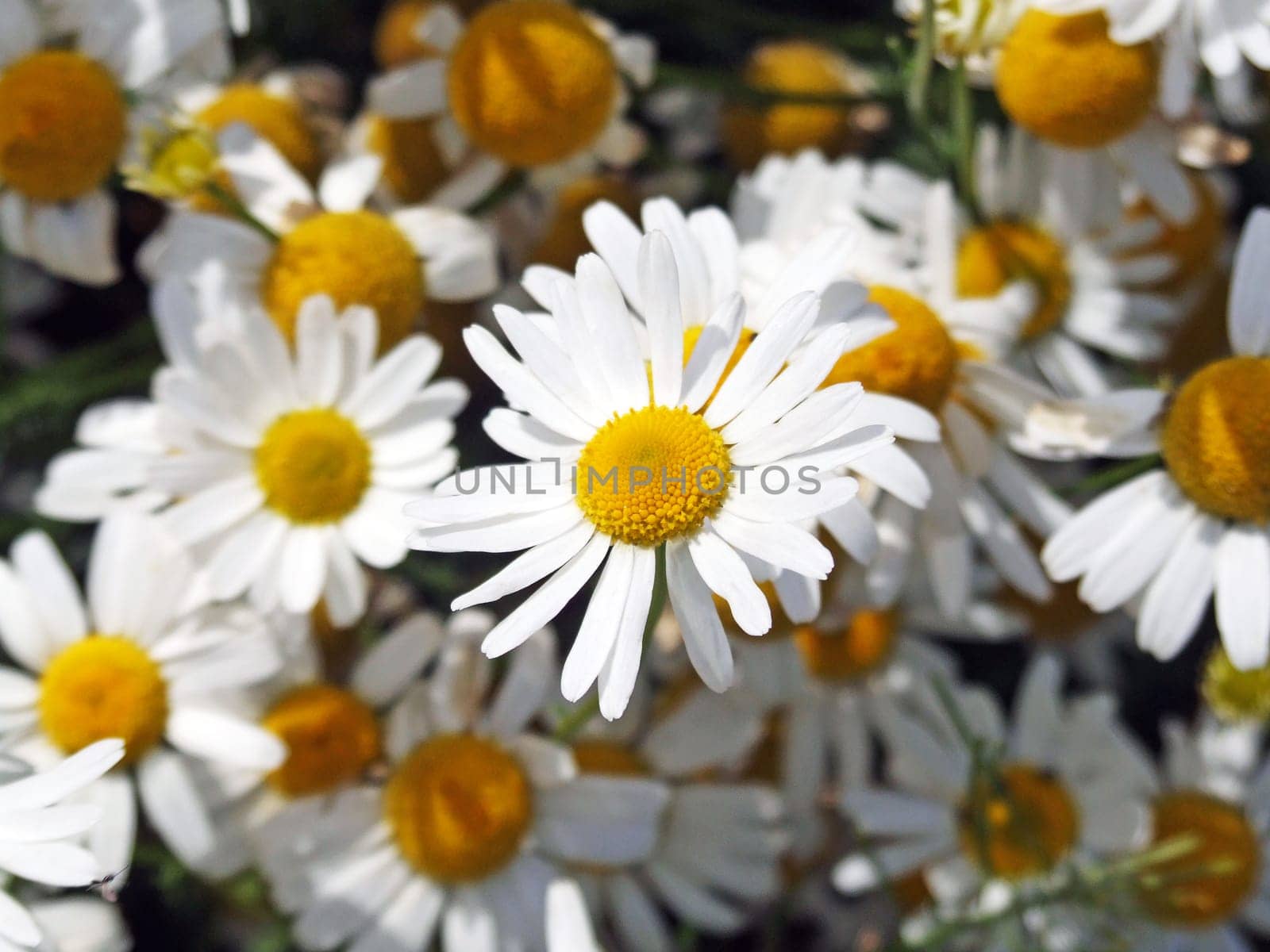 Chamomile (Matricaria chamomilla)