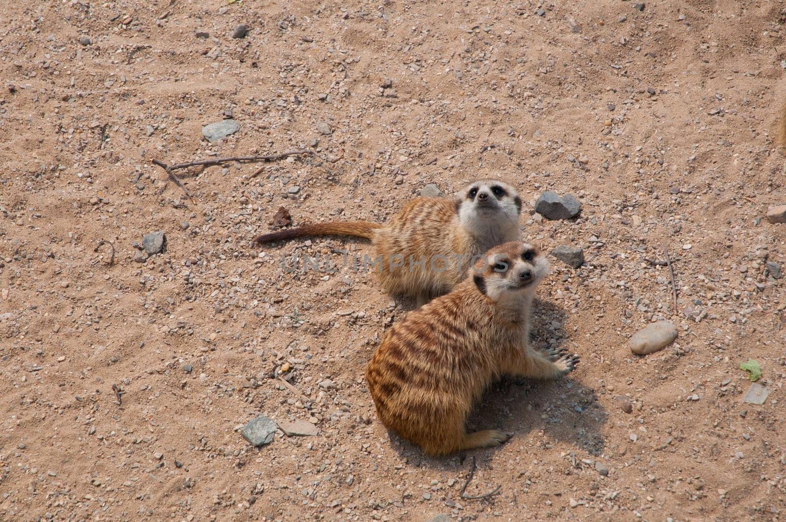 Two Young Suricatas in the Sand - Suricata suricatta