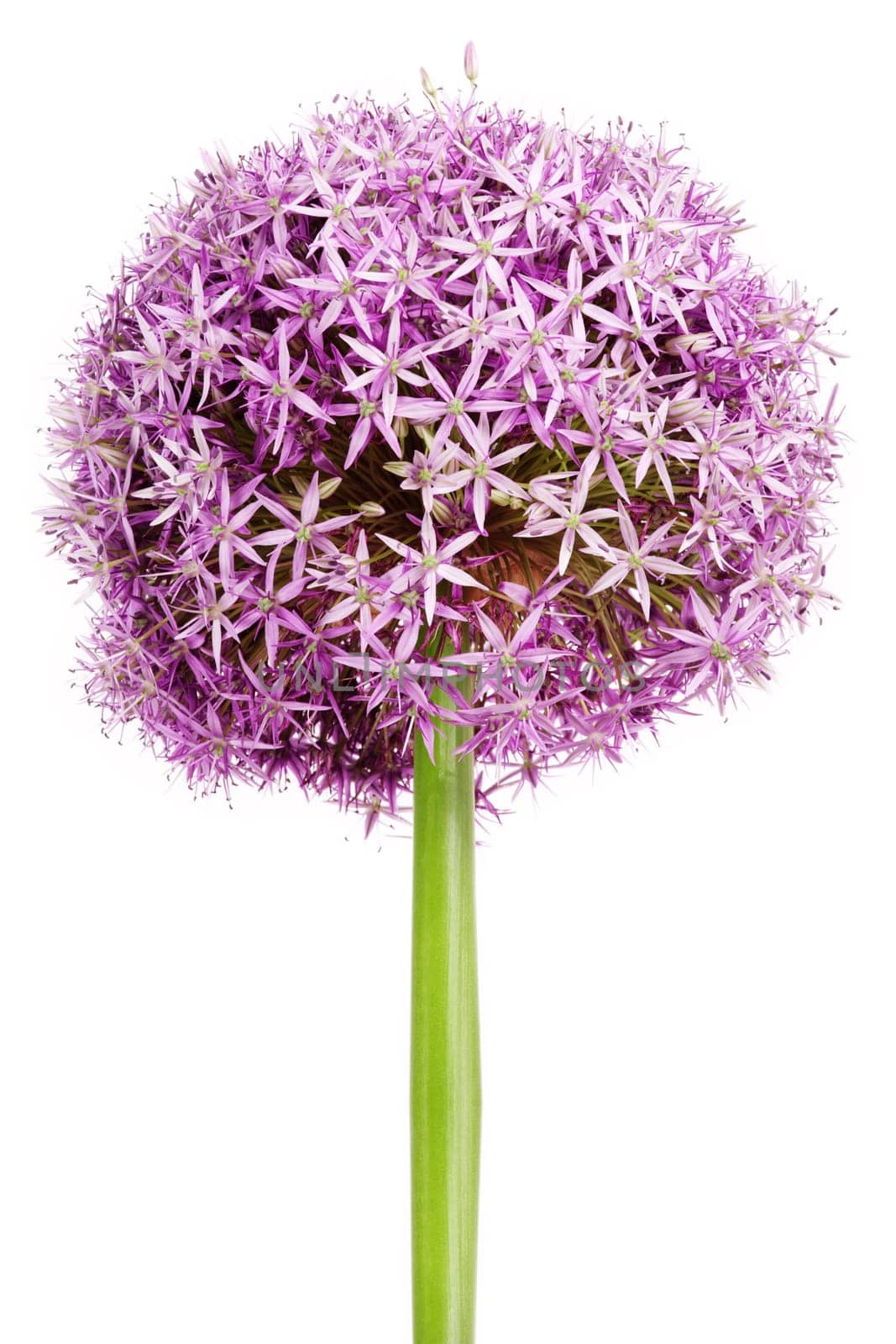 Allium flower head detail,isolated on whte