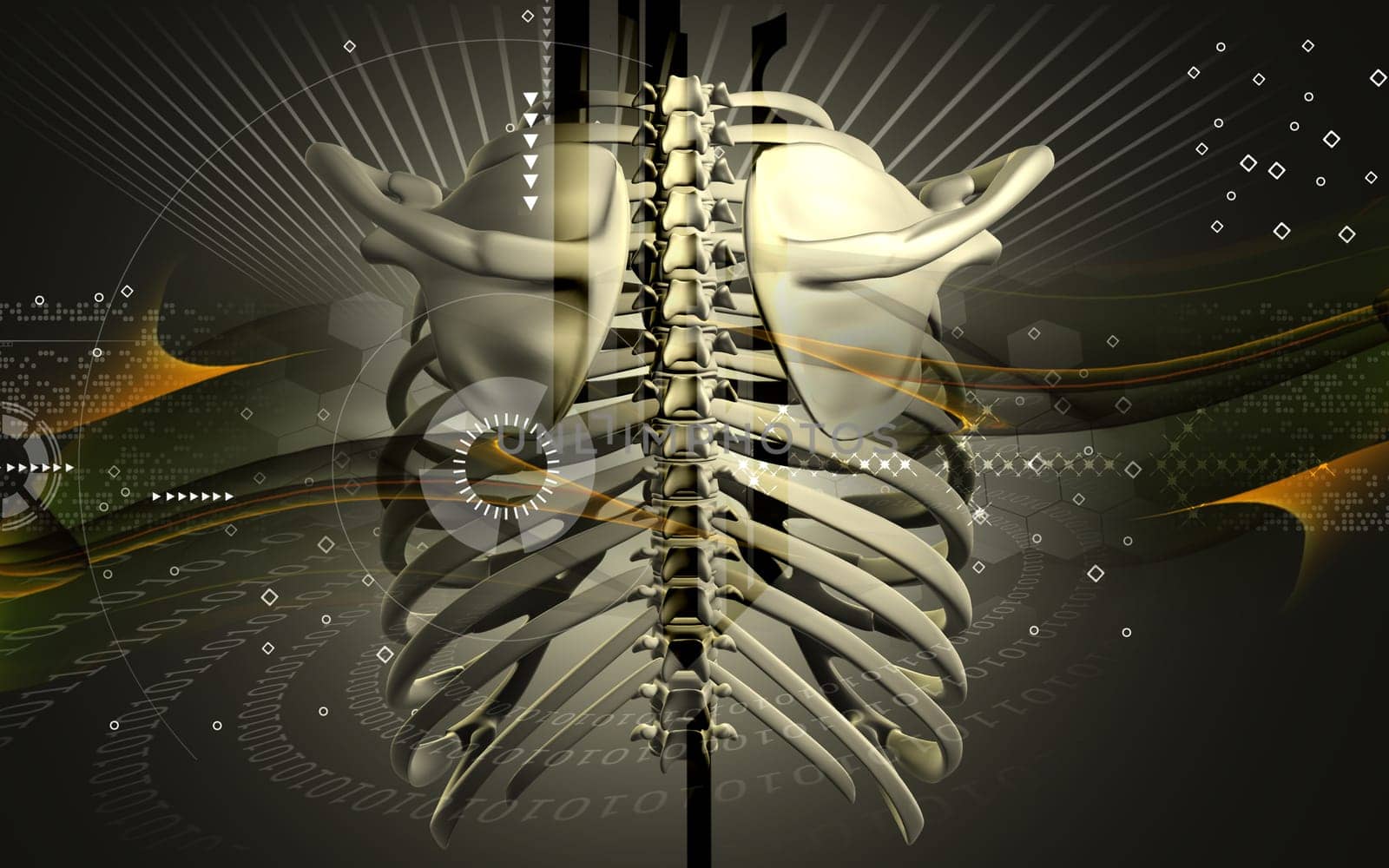 Digital illustration of collar bone in colour background