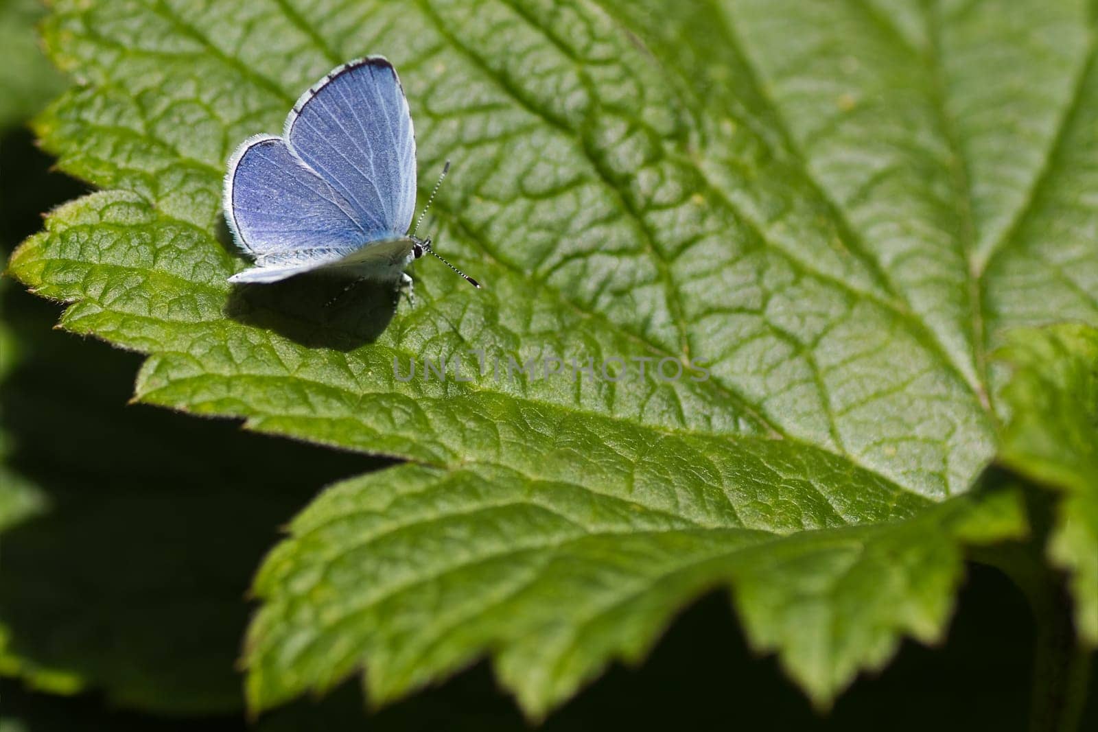 Holly Blue butterfly - Celastrina argiolus - resting in sunshine on green leaf