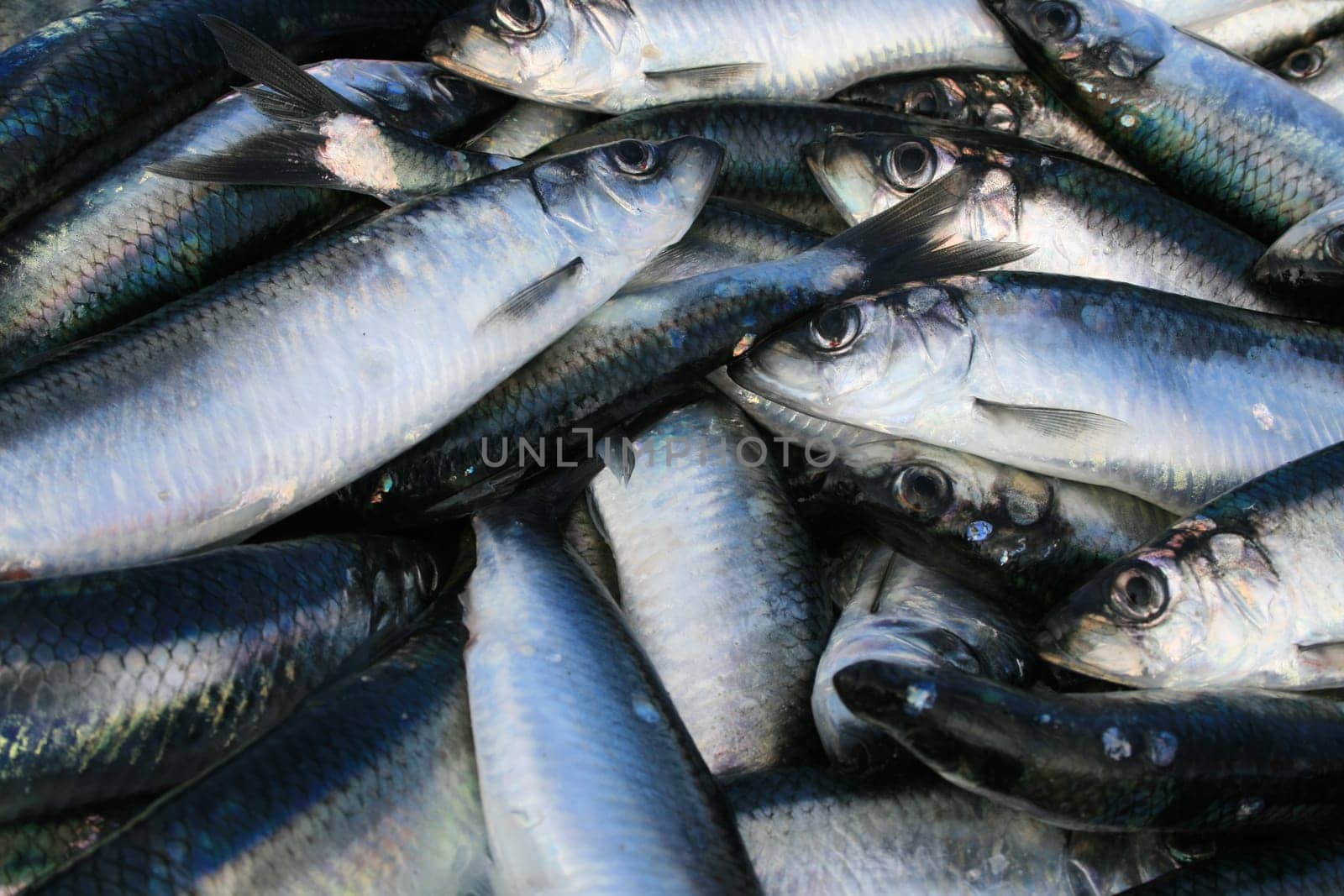 Herrings