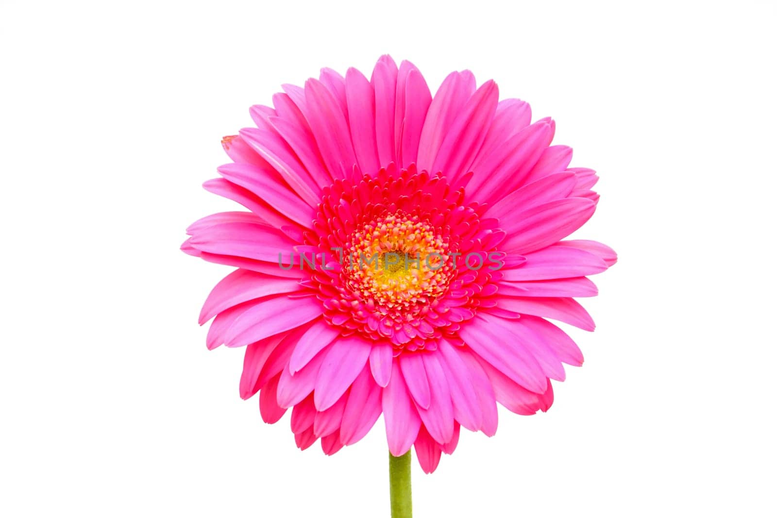 Flower of a pink gerber close-up isolated on white