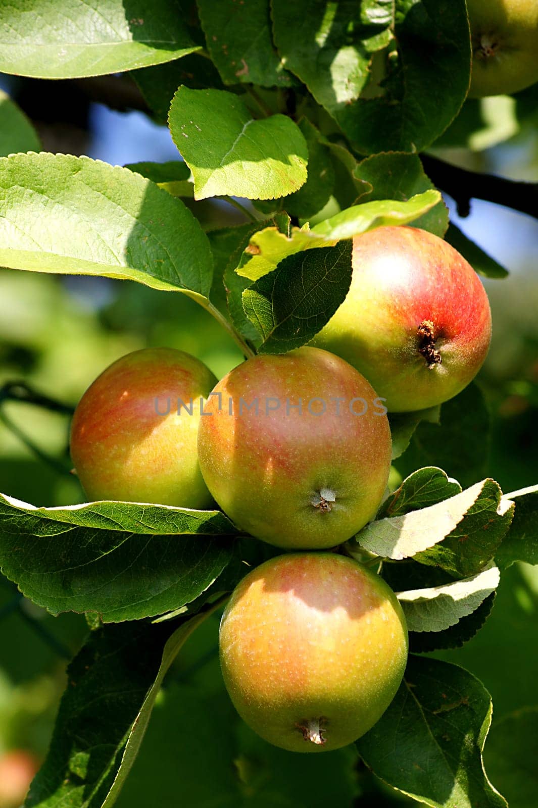Apple tree with delicious fruits