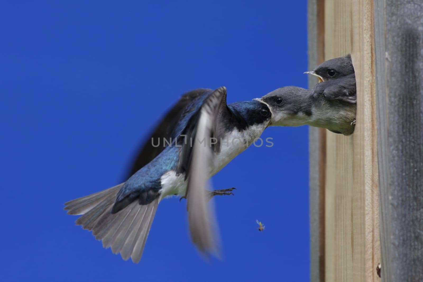 Tree Swallow (tachycineta bicolor) feeding hungry babies