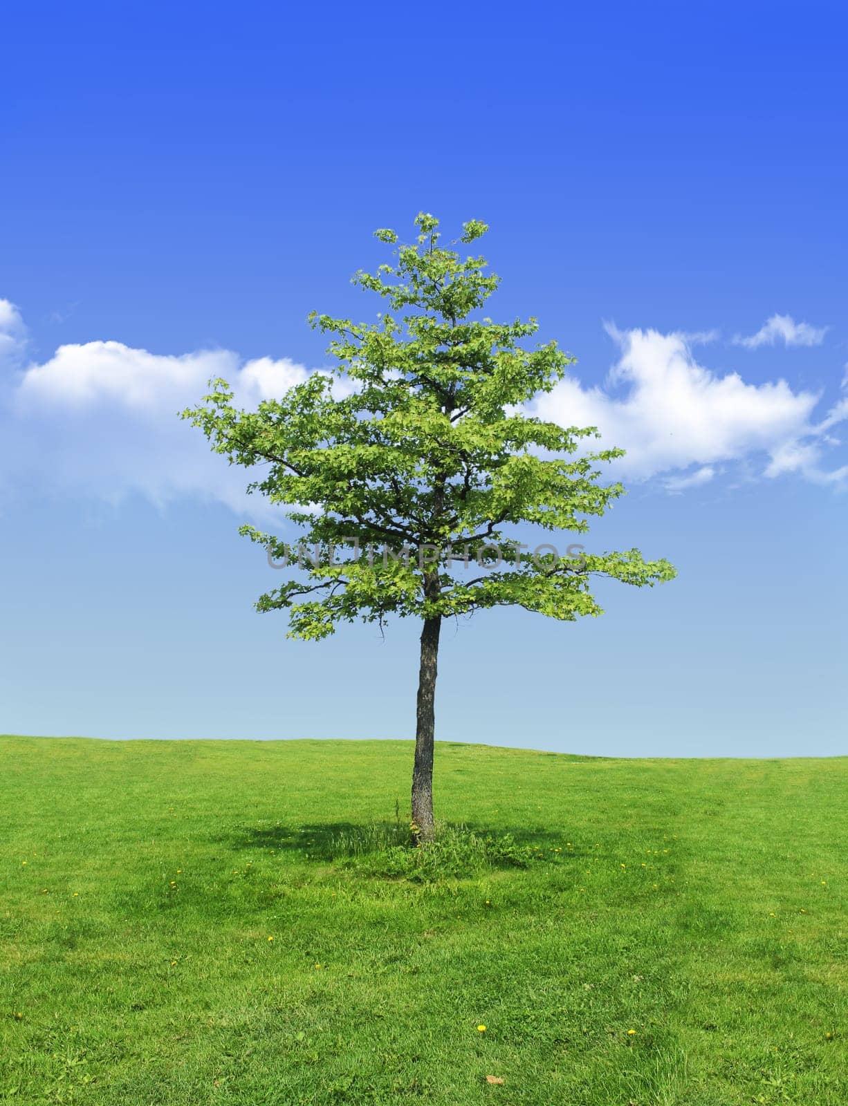 tree without christmas