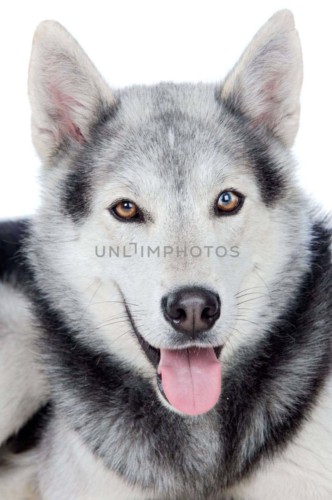 adorable dog a over white back ground