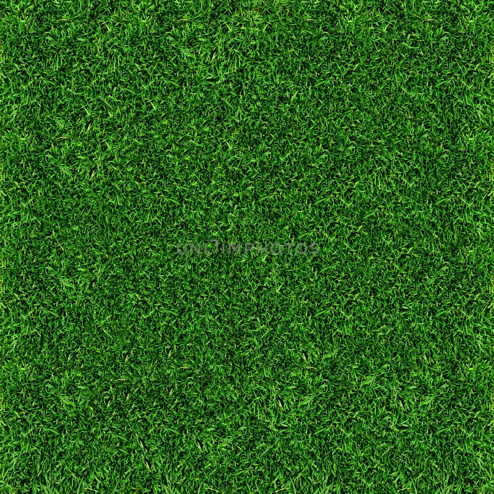 grass