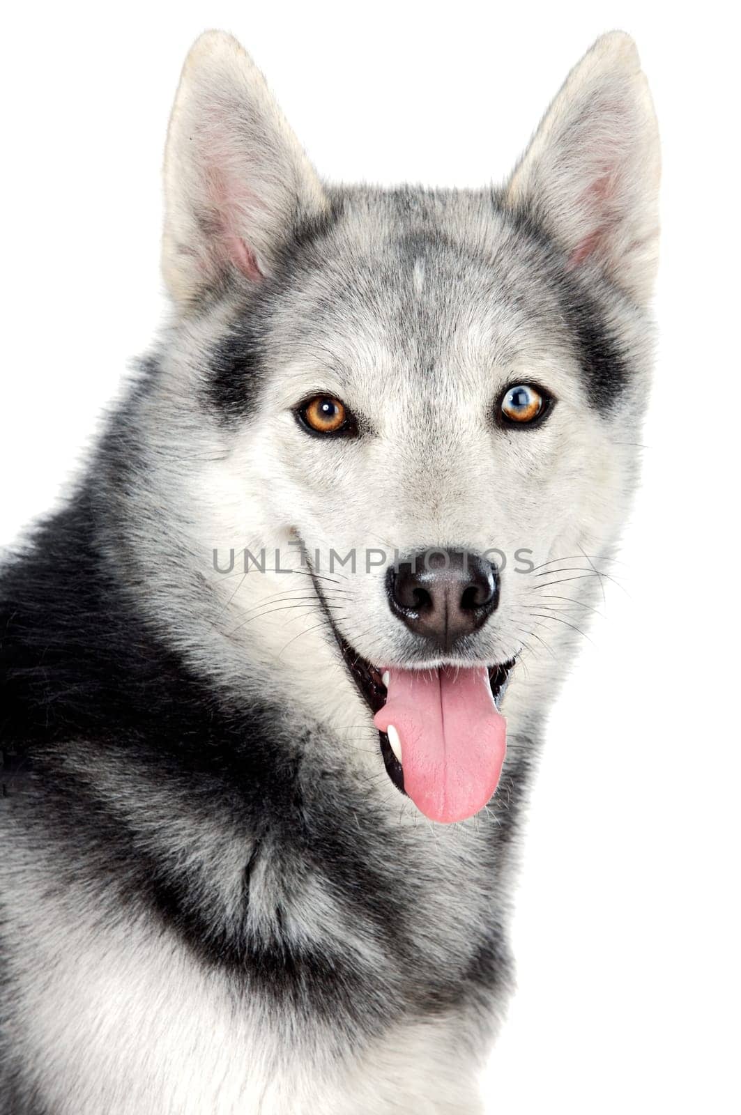 adorable dog a over white back ground