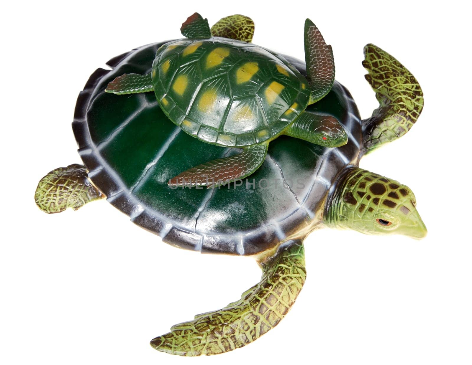 Turtle with your son a over white background